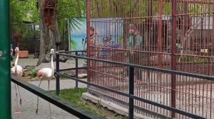 Фламинго в зоопарке "Лесная сказка"