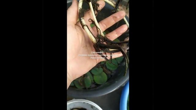 Лотос из семян, мой опыт смотреть онлайн