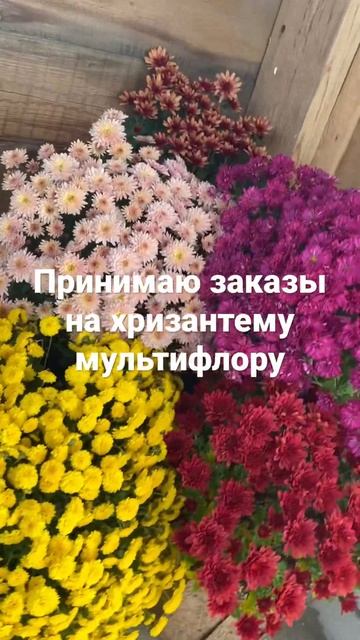 #дача #дети #дом #огород #сад #хризантема #цветы #гортенз смотреть онлайн