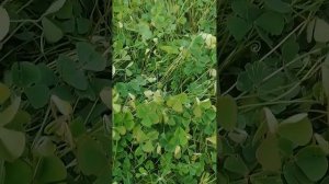 Марсилия. Аквариумное растение в открытом грунте. Кра?