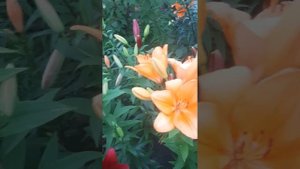 Клематис Ашва. Любовь с первого взгляда 😍
