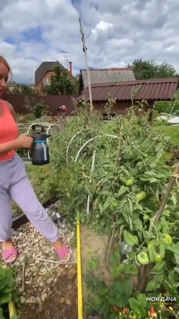 Простое средство от болезней у томатов 🍅Чтобы томаты