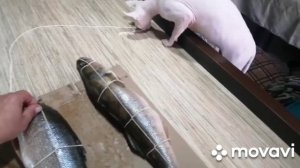 Копченая. коптим рыбу с помощником.