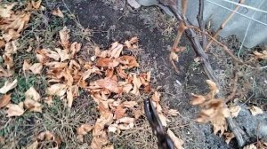 26.10.23.Обрезка винограда Краснодарский край.