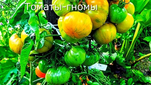 Томаты гномы. Находка или мучение? смотреть онлайн