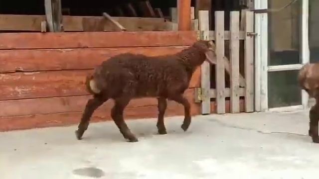 Арашан кошкар 😍😍😍 смотреть онлайн