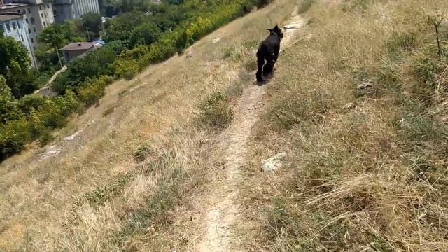 Гора. Кулики. Прогулка Роман-Кош Хьюго Баскервиль. 21.07.24 смотреть онлайн