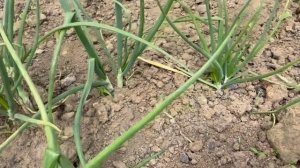 Зеленый лук шалот белый .Посадка ,хранение ,преимущества .