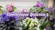 Полка с цветущими фиалками 3