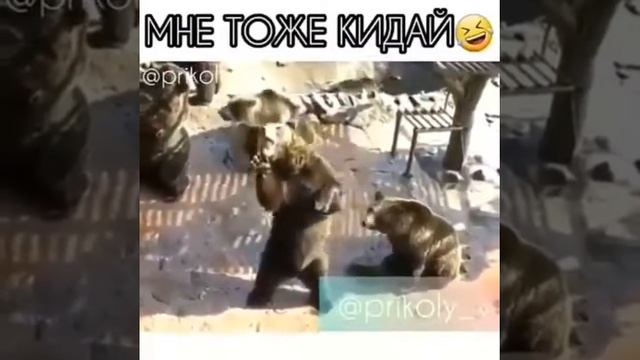 Ингурские приколы с медведями