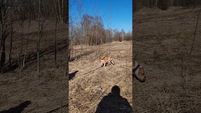 rutube.ru