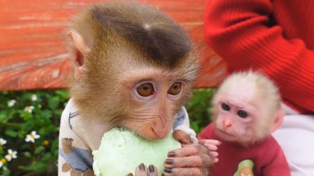 Обезьянки МАЛЕХА и БУКАШКА кроха визжат прыгают маму встречают Едут на мотоцикле на пикник Поели Игр