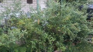 Чем подкормить голубику в августе. Мой опыт.