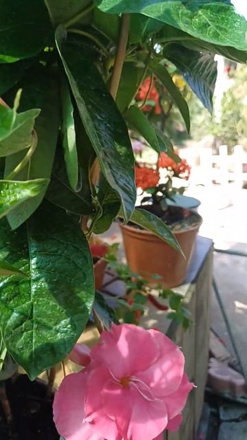 Украина. #цветы мандевилла #flowers #дача #квіти #огород #л смотреть онлайн