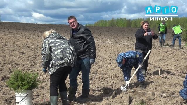 В Сафоновском округе появился вечнозелёный геоглиф в честь Победы в Великой Отечественной войне