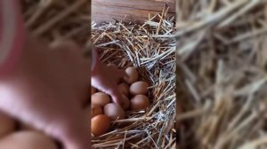 Влог с Кубани от Петровчанки утро #garden #gardenlife #огород #д