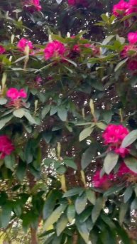 Rhododendron arboreal/огромный рододендрон древесный/거대한 진달?
