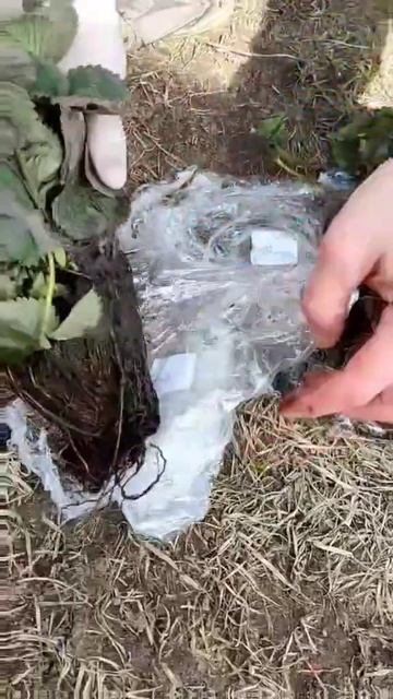 Реальные Отзывы Покупателей! Как Растет Наша Клубника