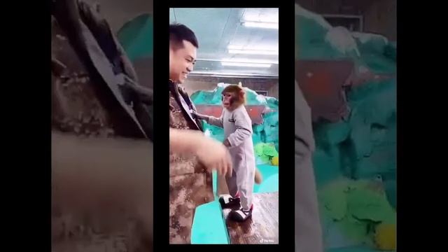 Приколы с животными. Невероятные ситуации