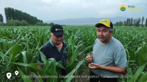 Кукуруза после града, опыт выращивание кукурузы Мача ?