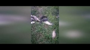 пруд перепеловский