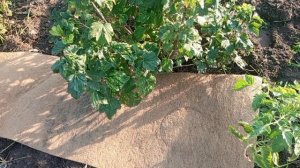 Применение кокосовой мульчи в саду