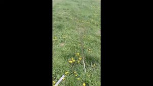 Белгородской прокуратуре про саженцы которых нет...
