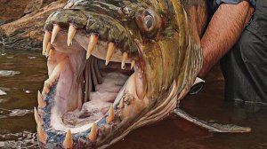 10 Самых Опасных Рыб в Мире, с Которыми Лучше не Связыва