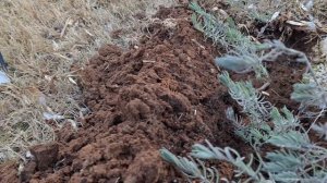 Как правильно разделить Большой куст ЛАВАНДЫ и посади