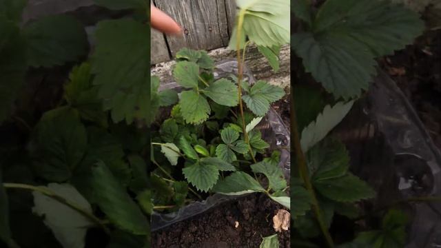 Усы клубники Избранница, Елизавета, Клубничная клубоз