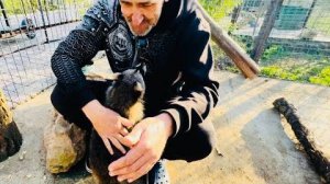 Любимчик Люськи енот Тимошка узнал и встретил нас с радостью