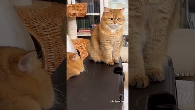 ЧТО ЛЕЖИТ В ТАИНСТВЕННОМ ЧЕМОДАНЕ У МИМИСОЛЕК? БРИТАНСКИЕ ЗОЛОТЫЕ ШИНШИЛЛОВЫЕ КОШКИ MimisolCats