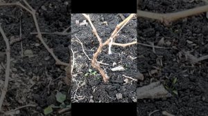 Простая обрезка куста винограда на обратный рост. #сад