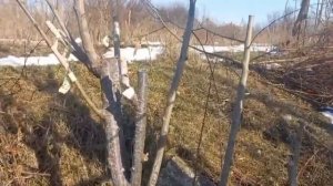 Прививка сливы на подвой алычи