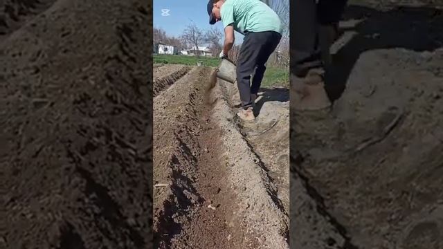 Деревенская жизнь в Узбекистане, посадка картофеля.