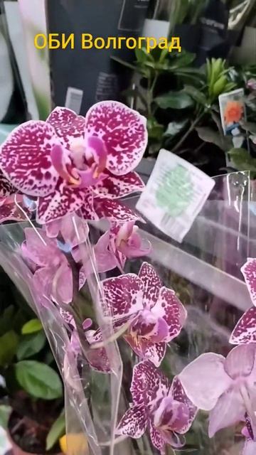 23 декабря 2024 г. #орхидеи #цветы #orchid #flowers #garden смотреть онлайн