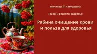 Рябина очищение крови и польза для здоровья.