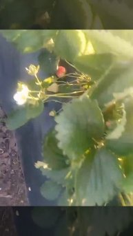 Поздравляю, со стартом открытого грунта всех, Ягода!!!