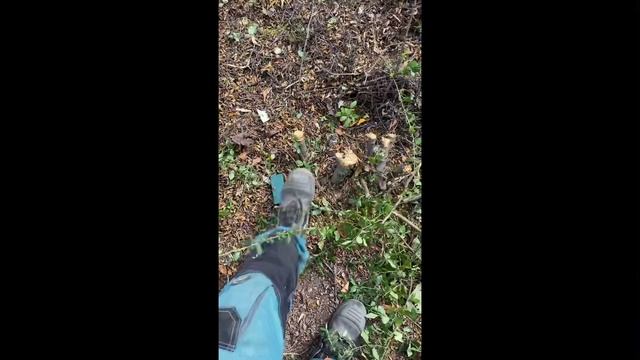 Демонтаж спил выкорчевка живой изгороди