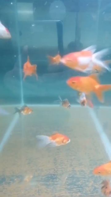 Вуалехвост красный. Магазин аквариумных рыбок и расте смотреть онлайн