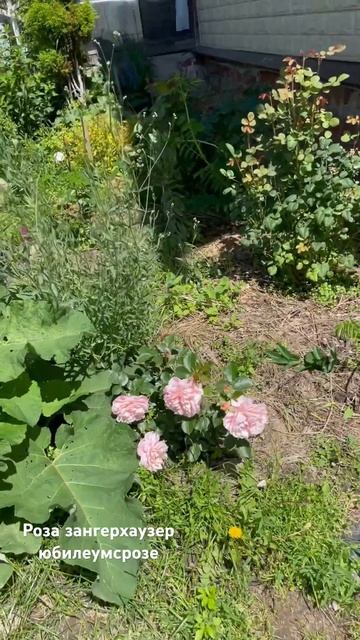 Роза зангерхойзер юбилеумсрозе🌹Первое цветение. Пос смотреть онлайн