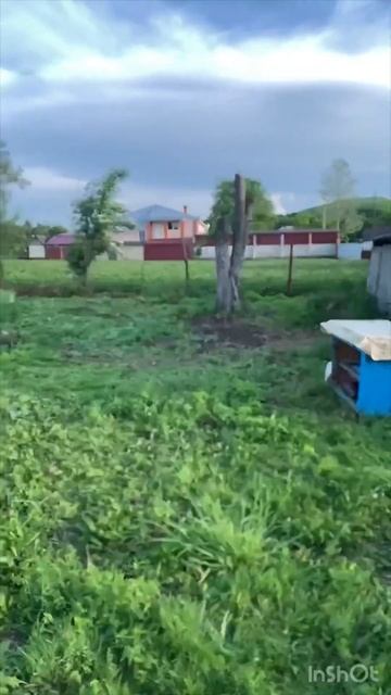 А вы будете сажать картошку? #удмурт #вдеревне #природа смотреть онлайн