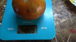 Томатные Гномы - ТЯЖЕЛОВЕСЫ. Гном Черный волшебник - ШО