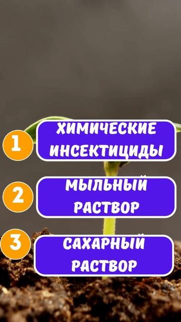 Тест на Знания Овощей: Испытай Себя! #Овощи #Головоломк