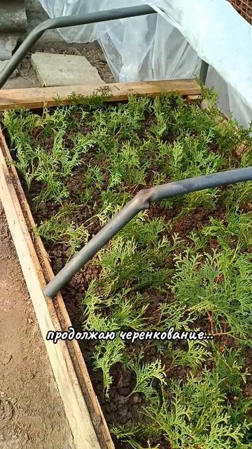 #черенкование #туя #смарагд #декоративныерастения #мар