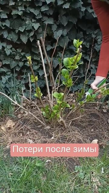 05.04.25г. #гортензии #крупнолистнаягортензия #краснодар # смотреть онлайн