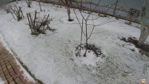 Защищаем плодовые деревья от грызунов