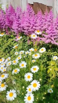 Астильба #красота #цветы #nature #астильба#садовод#flowers#beaut