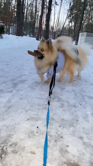 Всё нормально у хулигана 😎🤣🤣 #shorts смотреть онлайн