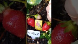 🍓Ремонтантная клубника Мурано - плодоношение на усах